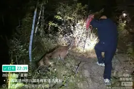 多方联动搜寻！炀炀找到了！图片