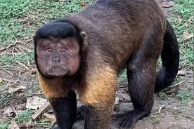 国字脸猴子“大壮”去世，曾因方脸火出了圈图片