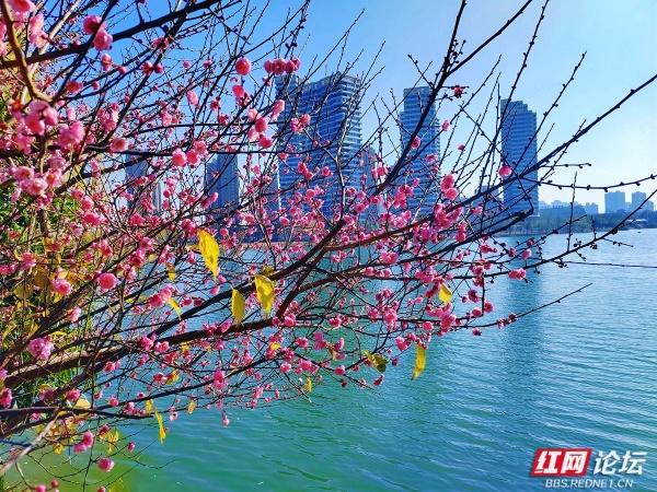 常德赏梅正当时！城区多处梅景成冬日打卡地