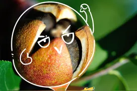 好品中国丨青山里飘出茶油香图片