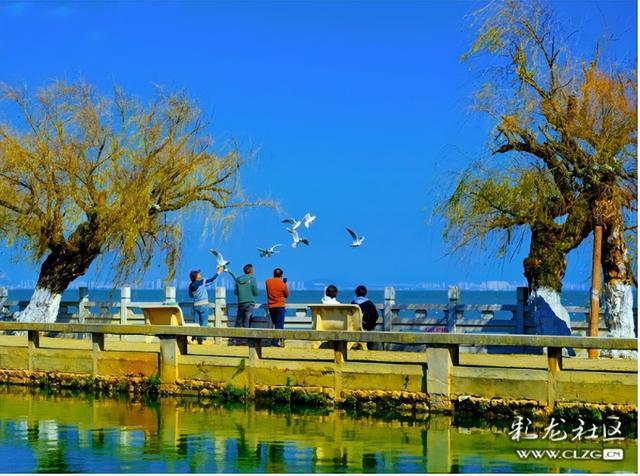 昆明小众人少看滇池喂海鸥的宝藏打卡地