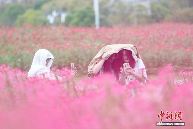 江西南昌：城市花海正盛放 绚丽多姿引客来