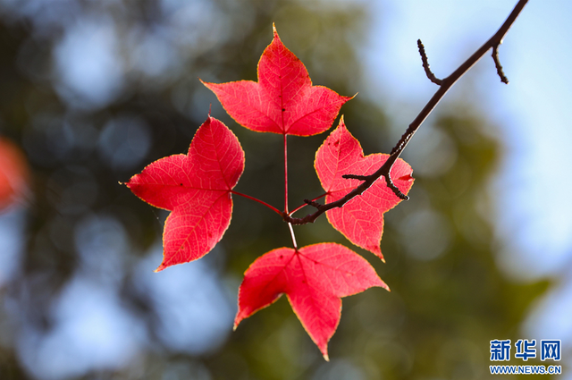 美上央媒！昆明红了！周末冲！打卡最美枫景去，超全攻略速收藏→
