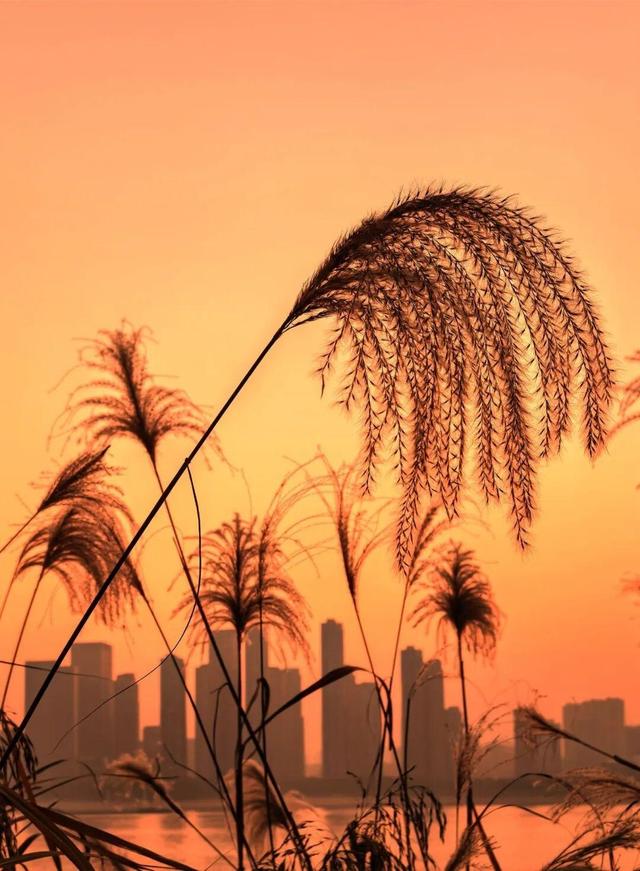 大武汉一日 | 武汉长江大桥，是我60年的好朋友