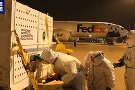 旅美大熊猫“美香”一家刚回国就被排队投喂，最快12月与公众见面图片