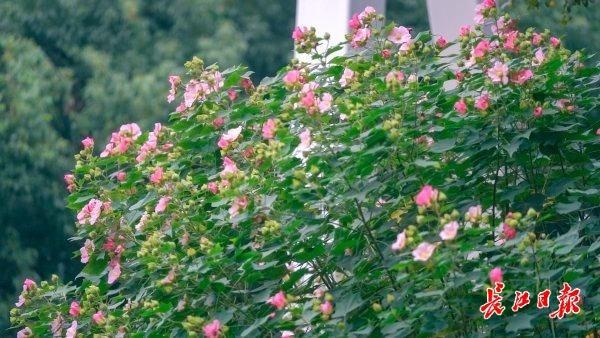 花色一日三变，武汉73座公园可赏木芙蓉