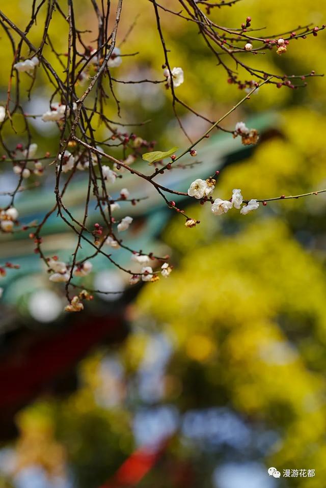 冬樱花、梅花、郁金香、虞美人......昆明最全赏花攻略请查收