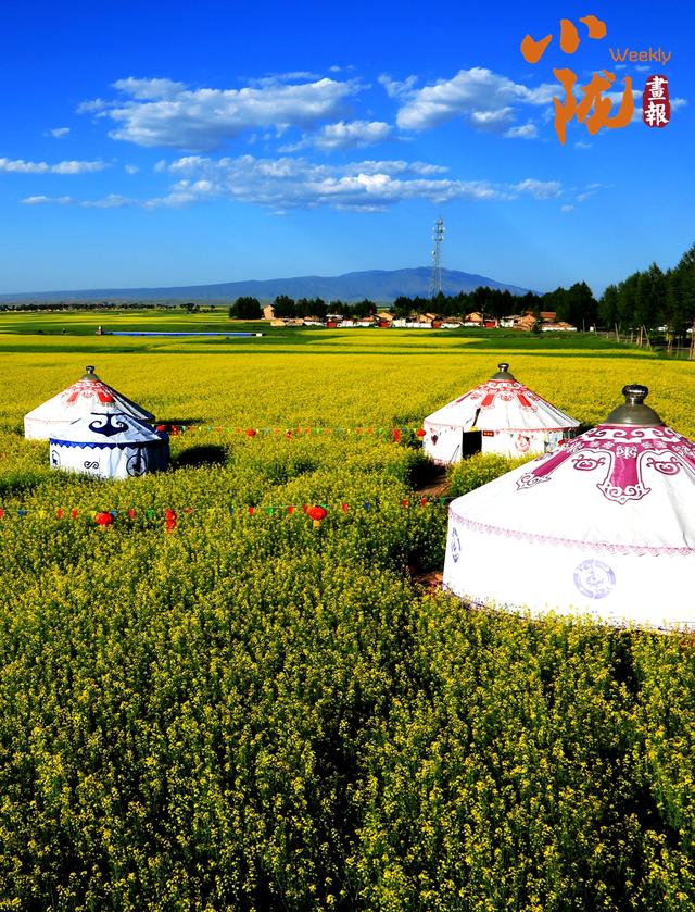 【小陇画报·387期】民乐油菜花海 金色波浪美翻整个夏天