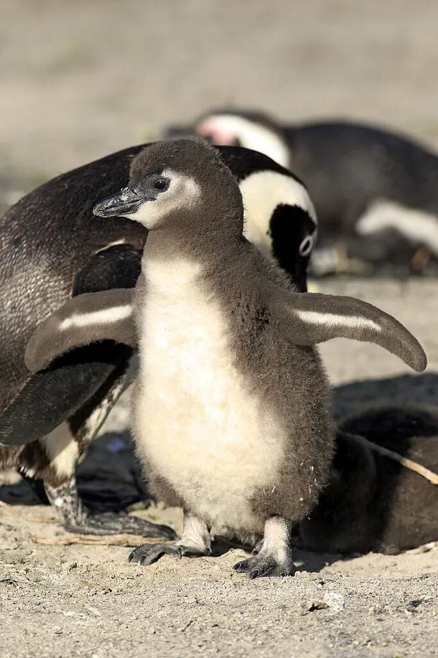 南非暖冬・野奢大年｜与天乐同行，在非洲暖阳里解锁新春新境