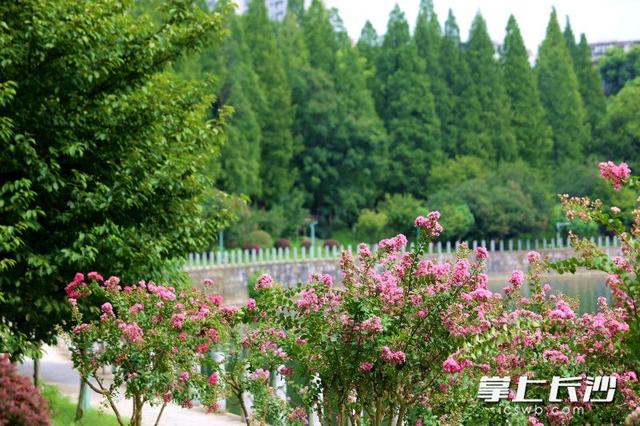 烈士公园：紫薇花绽放开出热烈和浪漫