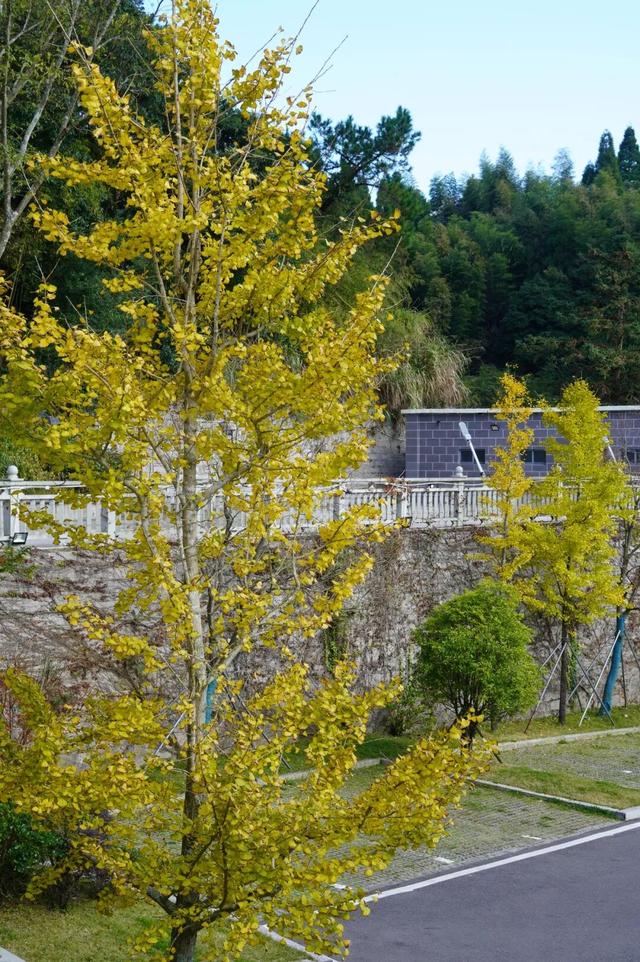 黄了！黄了！福州这里迎来颜值高峰！