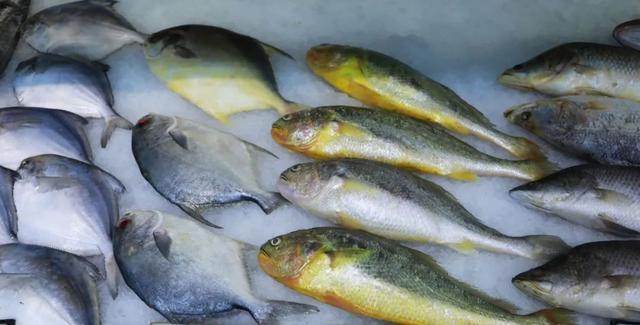 花胶含碘成份高吗 花胶含碘成份高吗百度百科