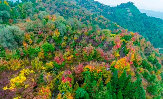 重庆秋色“天花板”火了！最快1小时飚拢！