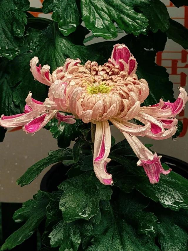 已开，免费！10万盆菊花、超多精彩活动等你来