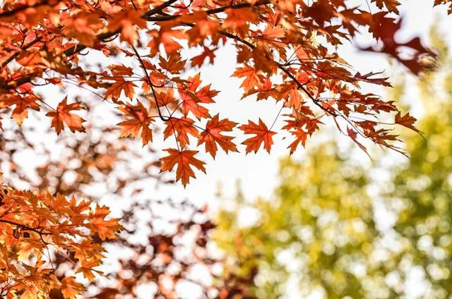 藏不住了！副中心这条4.4公里“红叶大道”，美到封神