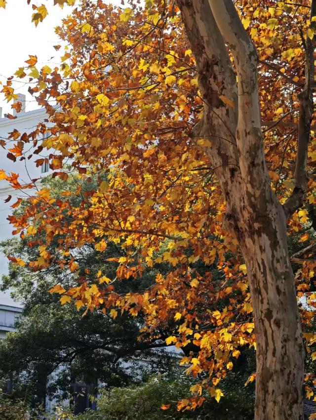 遇见丨开福上新色：捕捉开福黄调时刻