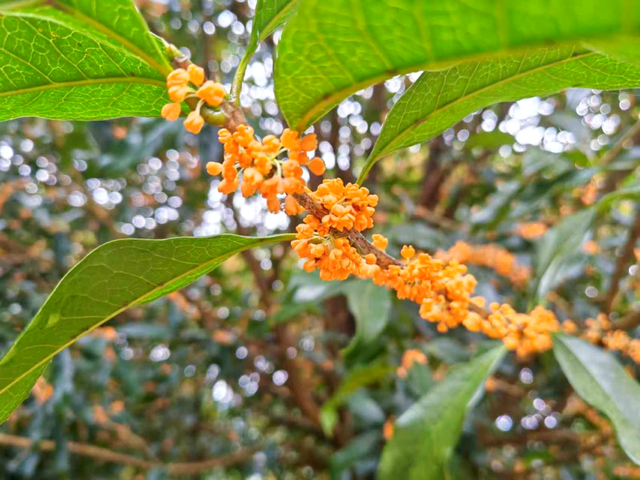 太美！太香！闽清这里的桂花开了！快来邂逅这场金色浪漫——
