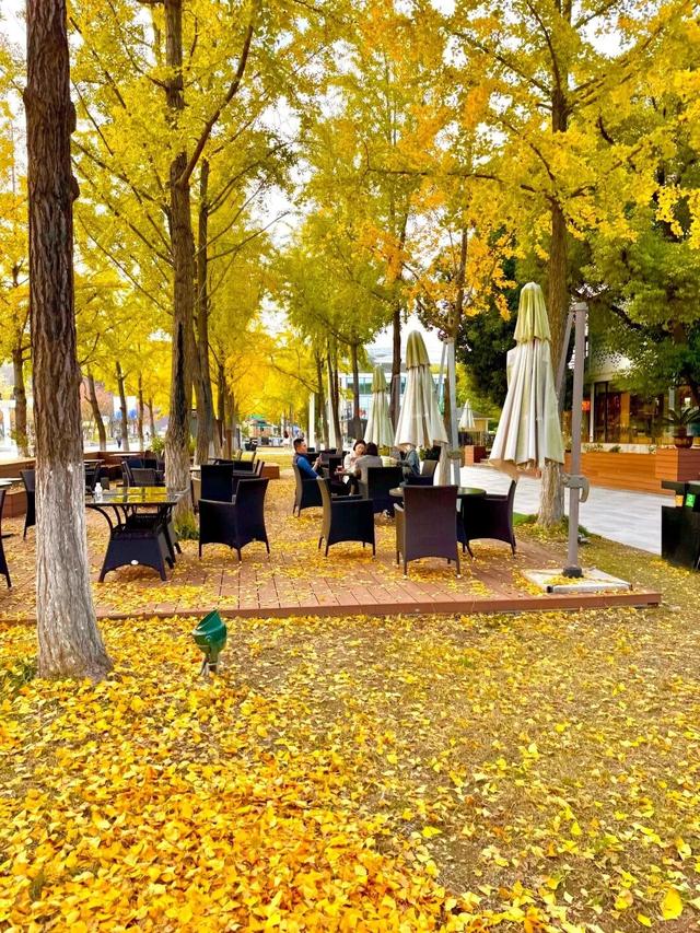 南京开始“下雪”了！