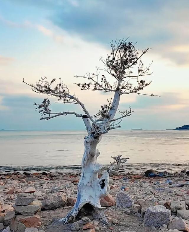 青岛海边又一棵“树”走红，游客市民排队打卡！