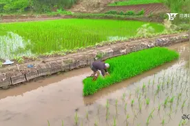 沿滩区：春耕时节 水稻高粱播种忙图片