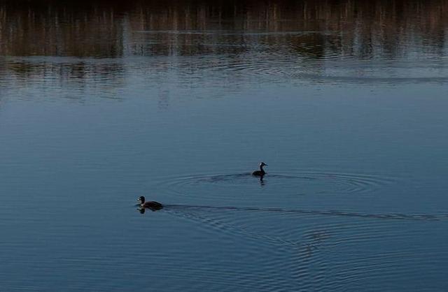芦苇绘景 候鸟翩跹 官港森林公园初冬生态画卷灵动迷人