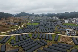 三都县5000亩羊肚菌首批采摘 远销马来西亚图片