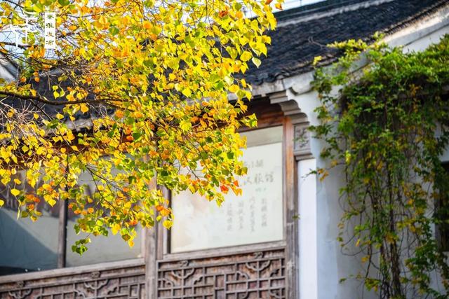秦淮花事｜乌桕斑斓，半城秋色入画来