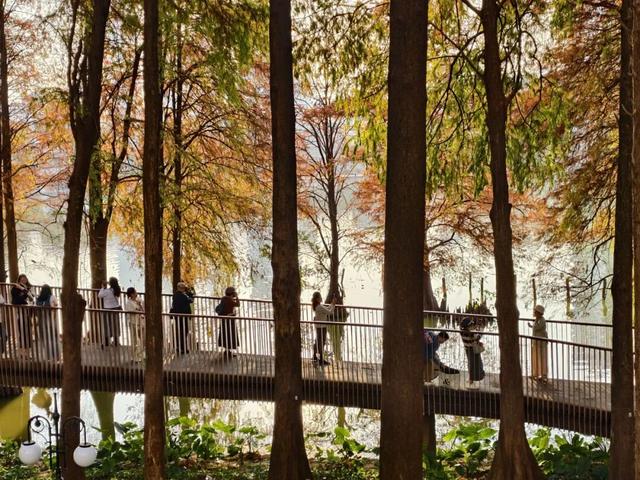 未来一个月，深圳人都往洪湖公园跑！