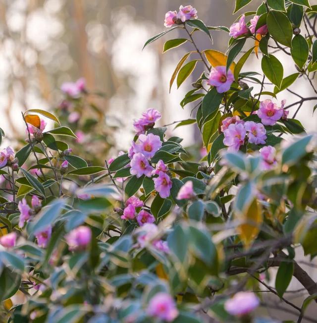 美人梅、茶梅已苏醒！在上海这个公园撞入粉色冬天→