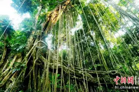 海南百花岭推出新春活动 邀市民游客与雨林亲密互动图片