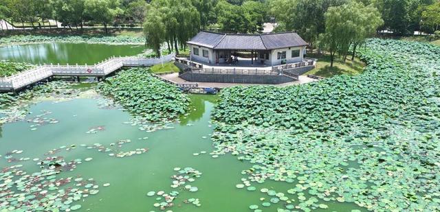 来宿城，打卡我“荷”你的浪漫