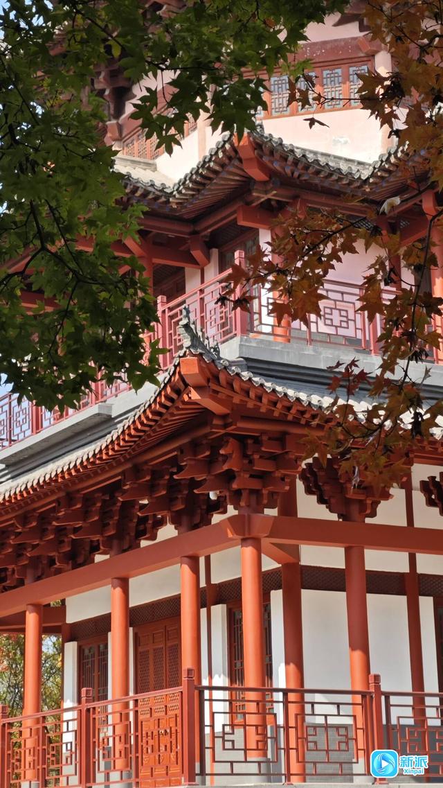 朱檐染秋色 杏叶藏秋意~潍坊虞河边拍照超出片