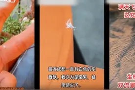 30秒｜成都街头出现白色小飞虫 专家：是朴绵叶蚜，温度升高后会自行消失图片