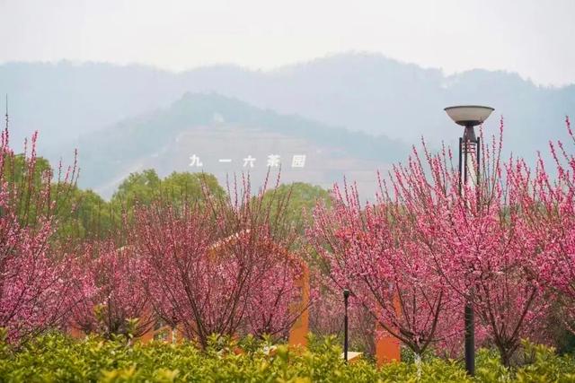 六安春季赏花地图发布！