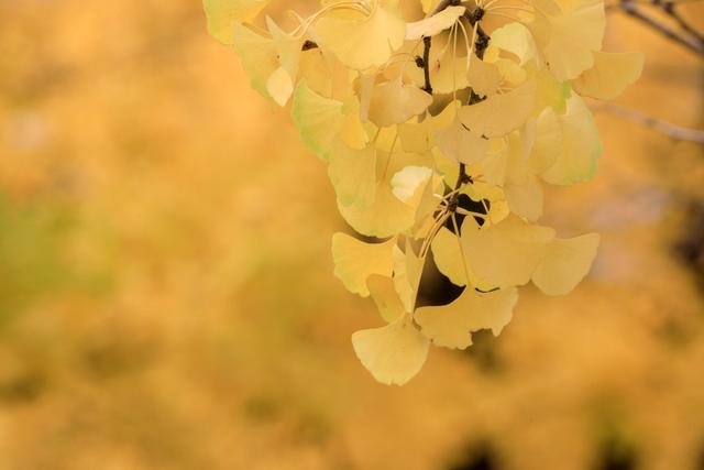 观山湖区:绿脉织城 四季变幻 绘就宜居新画卷