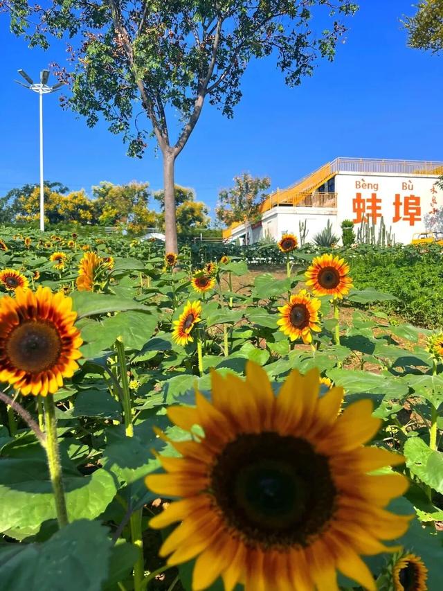 别只惦记红叶了！安徽的秋天，是五彩斑斓的！