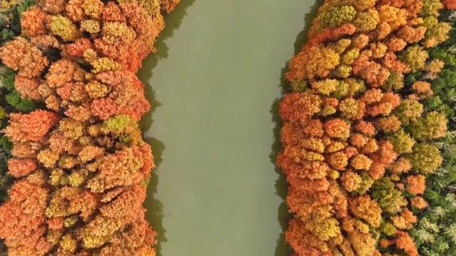 红叶映海湾，赏景正当时：上海海湾国家森林公园红叶节启幕