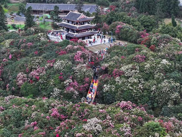 贵州“省花”，在毕节？