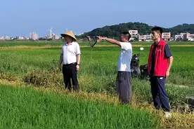 让农户吃下“定心丸”！揭阳市惠来县政策性农业保险助力“百千万工程”图片