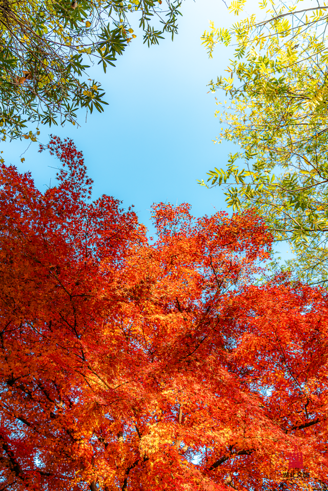 红红红红！红“枫”了！