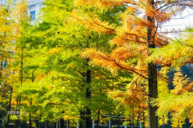 永川兴龙湖的水杉迎来最美的季节！