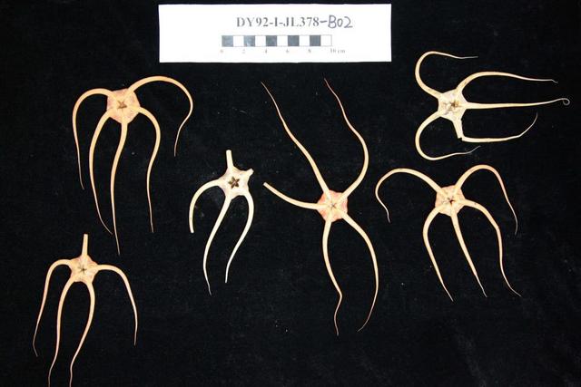 蛟龙”潜冰洋——创新开展北极深海生物调查