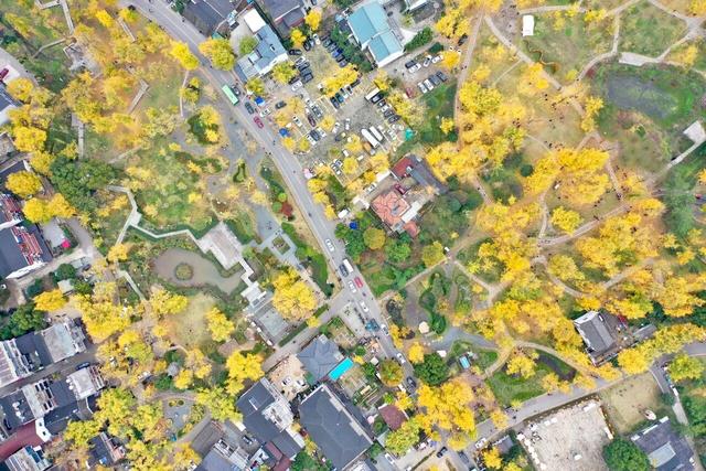 金灿灿的浓度到顶格！浙两天就是最佳观赏期