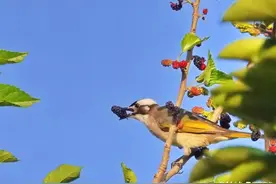 章丘区龙盘山公园的桑葚，引得鸟儿来觅食图片