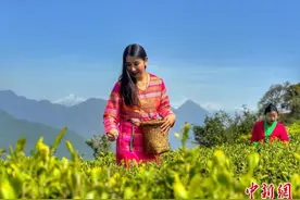 西藏林芝：“墨脱采茶人”摄影及短视频大赛邀您共赴云端茶乡光影之约图片