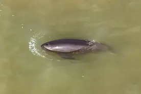 围观！江豚高清大图公布！图片