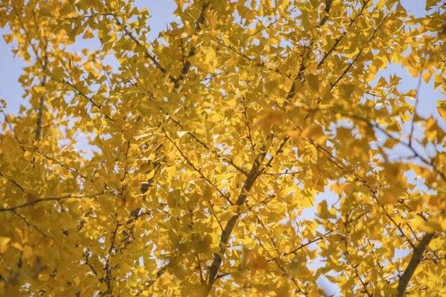 “美神”降临！太仓限定秋日美景，真的“杀”疯了！