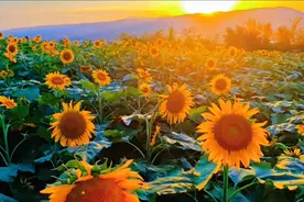 王丽萍：新兵连图片