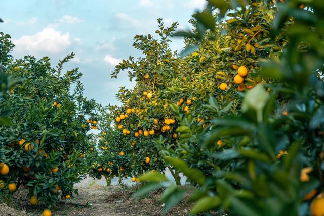 阳光罗甸 “橙”意满满 邀您过冬 —“享暖冬 趣罗甸”2025年罗甸暖冬新玩法在贵阳发布