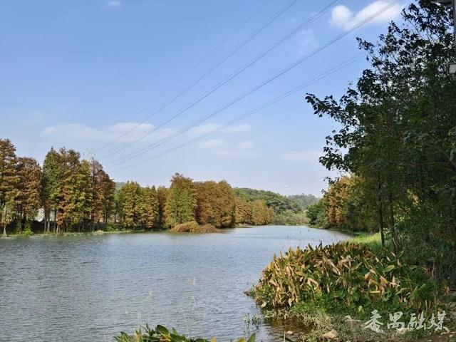 番禺区龙湾涌：落羽杉染金霞 水岸冬韵入画来